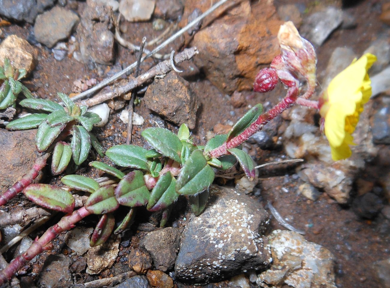 Helianthemum oelandicum subsp. italicum / Eliantemo rupino